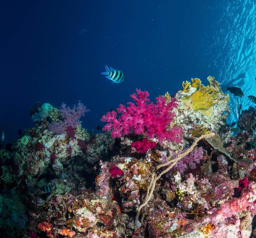 Abu Dabab Marsa Alam VIP Dive