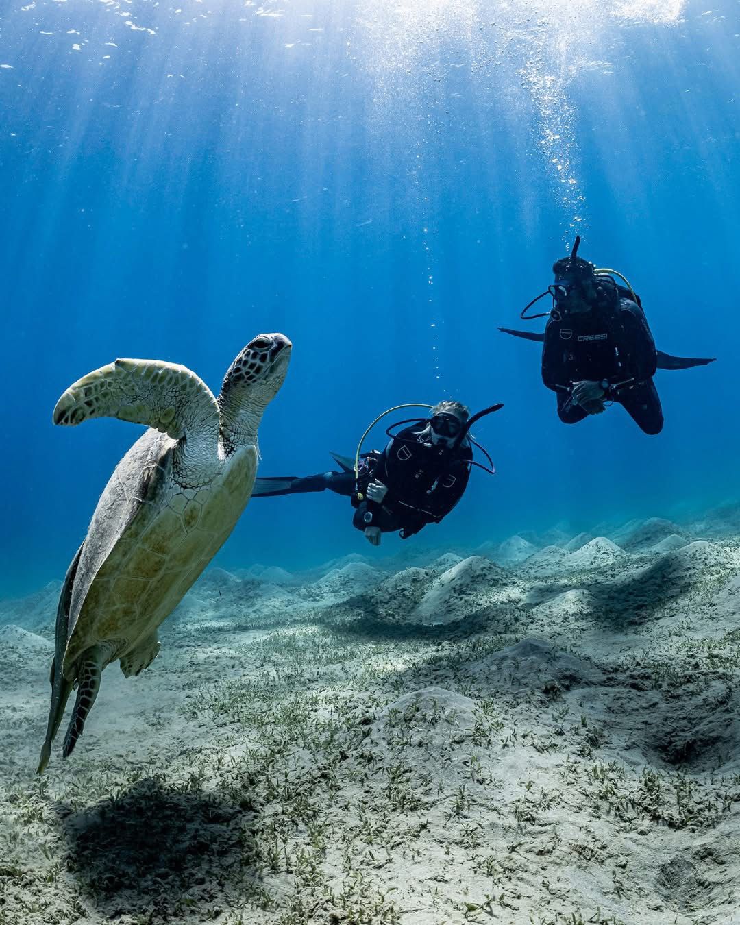 Abu Dabab — coral and turtles